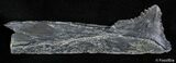 Bizarre Edestus Shark Tooth/Jaw - Carboniferous #2406-1